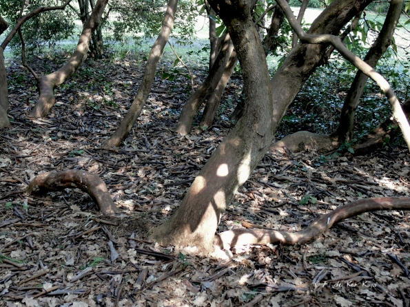 Bois des Moutiers (19) mars 2012